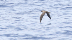 Puffinus nativitatis