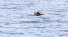 Puffinus nativitatis