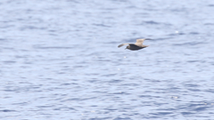 Puffinus nativitatis