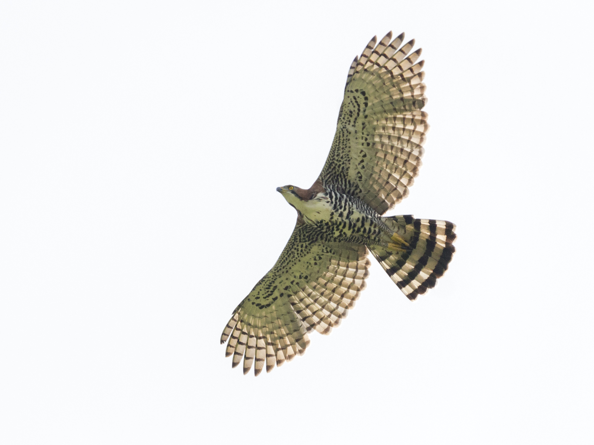 Fotos de Águila Elegante (Spizaetus ornatus) · NaturaLista Mexico