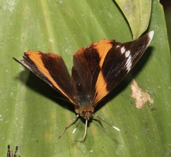 Epiphile eriopis