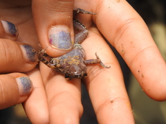Eleutherodactylus nitidus