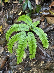 Adiantum pyramidale