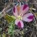 Clarkia purpurea quadrivulnera - Photo Unknown, sin restricciones conocidas de derechos (dominio público)