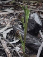Pterostylis rubescens
