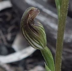Pterostylis rubescens