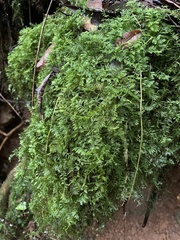 Thuidium urceolatum