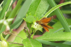 Ancyloxypha nitedula