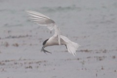 Hyporhamphus ihi