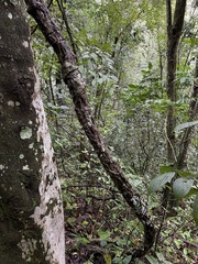 Stigmaphyllon floribundum