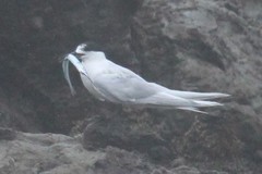 Hyporhamphus ihi
