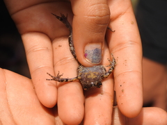 Eleutherodactylus nitidus