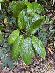 Piper glabrescens