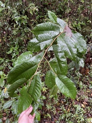 Chrysophyllum argenteum