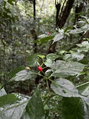 Capsicum annuum glabriusculum