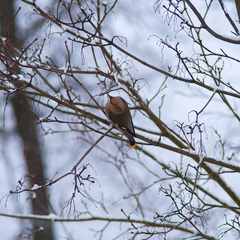 Bombycilla garrulus
