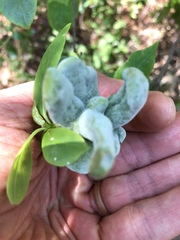 Exobasidium symploci