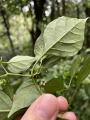 Capsicum annuum glabriusculum