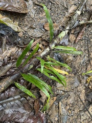 Microgramma lycopodioides