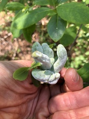 Exobasidium symploci