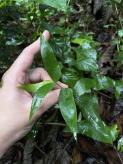 Lithachne pauciflora