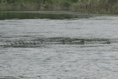 Gavialis gangeticus