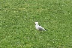 Chroicocephalus novaehollandiae