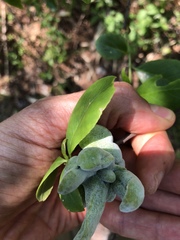 Exobasidium symploci