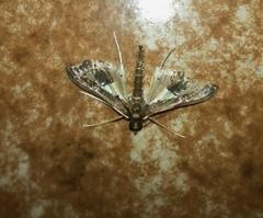 Hydriris