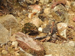Eleutherodactylus nitidus