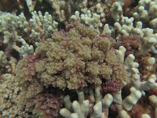 Asparagopsis taxiformis observed 2021-06-04