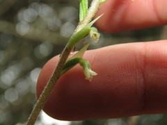Beloglottis mexicana