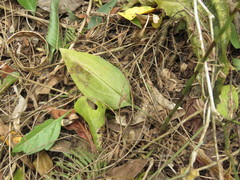 Beloglottis mexicana