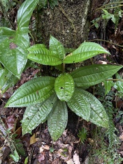 Miconia prasina