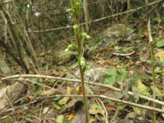 Beloglottis mexicana