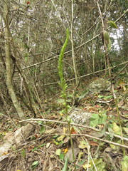 Beloglottis mexicana