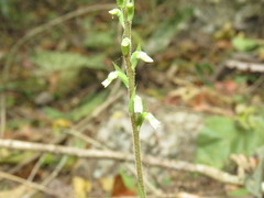 Beloglottis mexicana