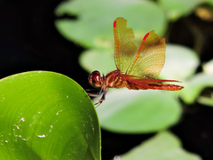Perithemis domitia