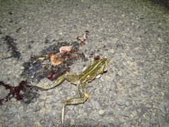 Ranoidea alboguttata