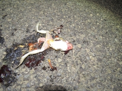 Ranoidea alboguttata