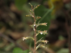 Cyclopogon cranichoides