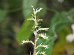 Cyclopogon cranichoides