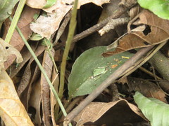 Cyclopogon cranichoides