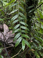 Marcgravia rectiflora