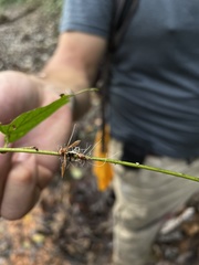 Ophiocordyceps humbertii