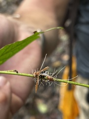 Ophiocordyceps humbertii