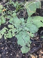 Nicotiana repanda