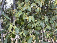 Notothixos subaureus