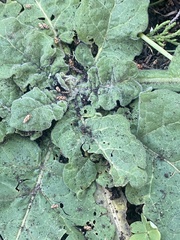 Nicotiana repanda