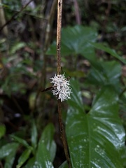Ophiocordyceps humbertii